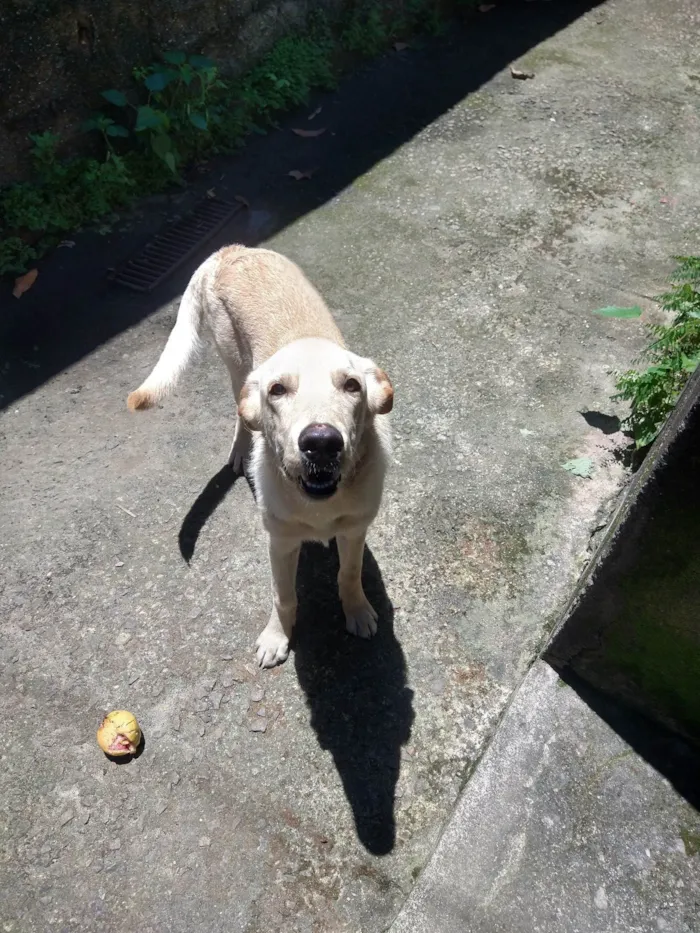 Cachorro ra a SRD-ViraLata idade 2 anos nome Ivar