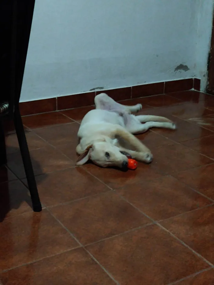 Cachorro ra a SRD-ViraLata idade 2 anos nome Ivar