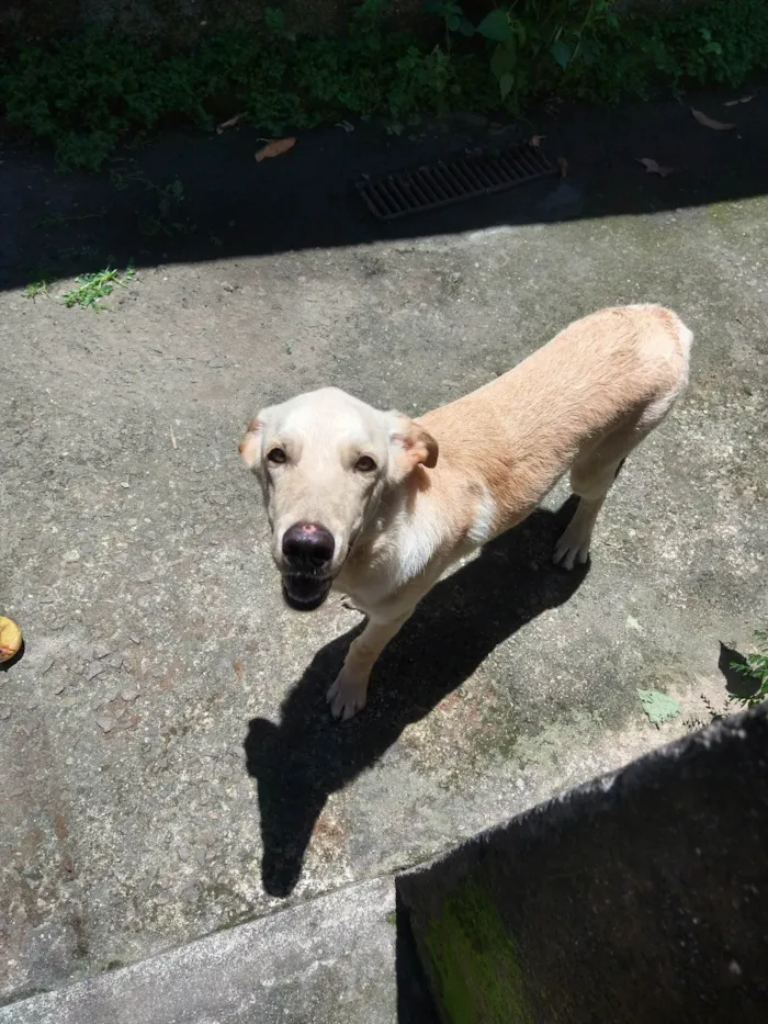 Cachorro ra a SRD-ViraLata idade 2 anos nome Ivar