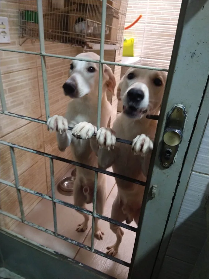 Cachorro ra a SRD-ViraLata idade 2 anos nome Ivar