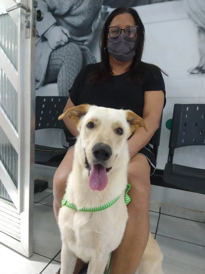Cachorro ra a SRD-ViraLata idade 2 anos nome Ivar