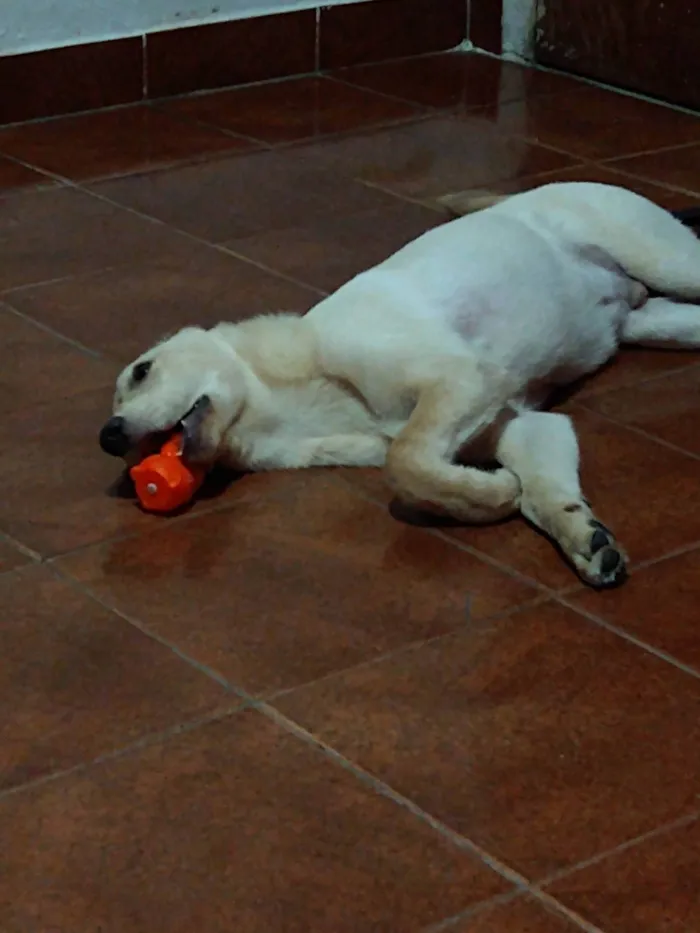 Cachorro ra a SRD-ViraLata idade 2 anos nome Ivar