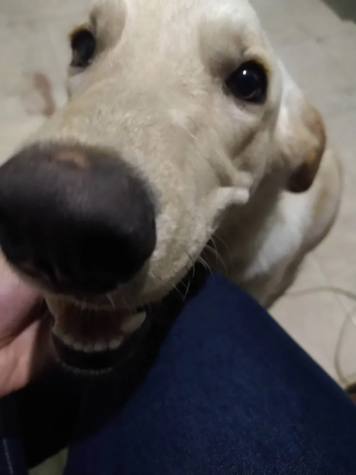 Cachorro ra a SRD-ViraLata idade 2 anos nome Ivar