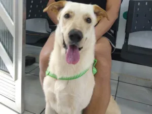 Cachorro raça SRD-ViraLata idade 2 anos nome Ivar