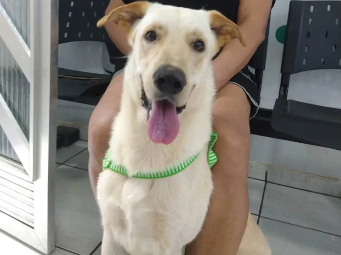 Cachorro ra a SRD-ViraLata idade 2 anos nome Ivar