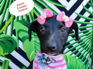 Cachorro raça SRD-ViraLata idade 2 a 6 meses nome Amora pretinha 