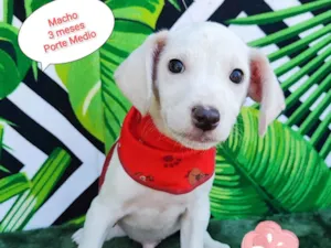 Cachorro raça SRD-ViraLata idade 2 a 6 meses nome Trevor 