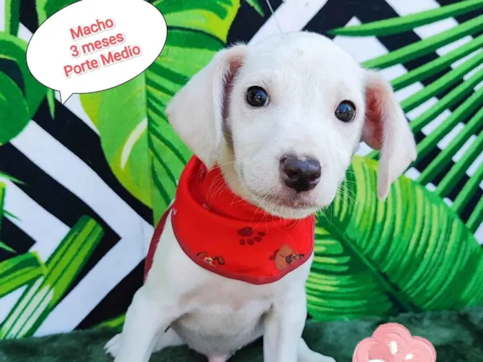 Cachorro raça SRD-ViraLata idade 2 a 6 meses nome Trevor 