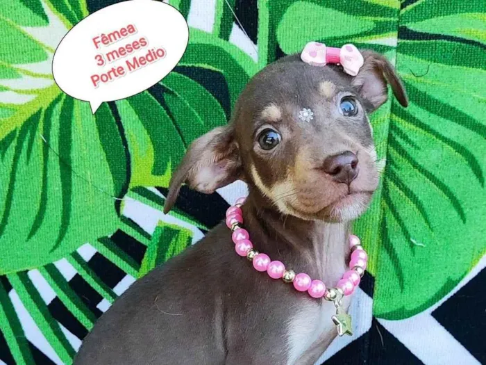 Cachorro raça SRD-ViraLata idade 2 a 6 meses nome Hanna 