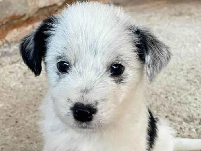 Cachorro ra a SRD-ViraLata idade Abaixo de 2 meses nome Mila 