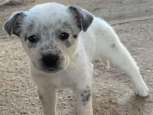 Cachorro raça  idade Abaixo de 2 meses nome Pingo
