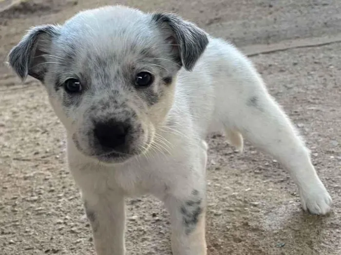 Cachorro ra a  idade Abaixo de 2 meses nome Pingo