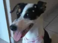 Nala