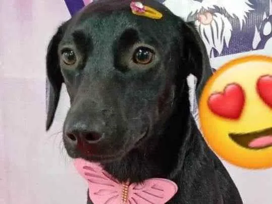 Cachorro ra a Viralata  idade 2 anos nome Kira 