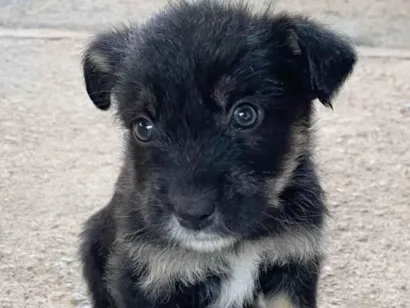 Cachorro raça SRD-ViraLata idade Abaixo de 2 meses nome Bia 