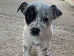 Cachorro raça SRD-ViraLata idade Abaixo de 2 meses nome Mancha 