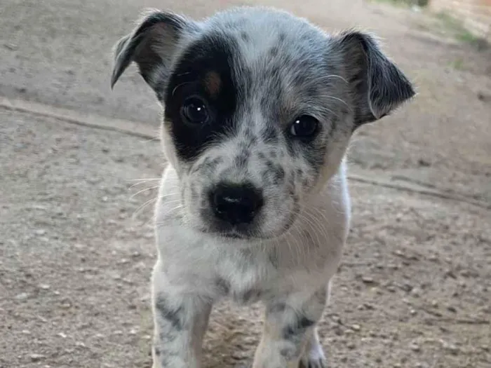 Cachorro ra a SRD-ViraLata idade Abaixo de 2 meses nome Mancha 