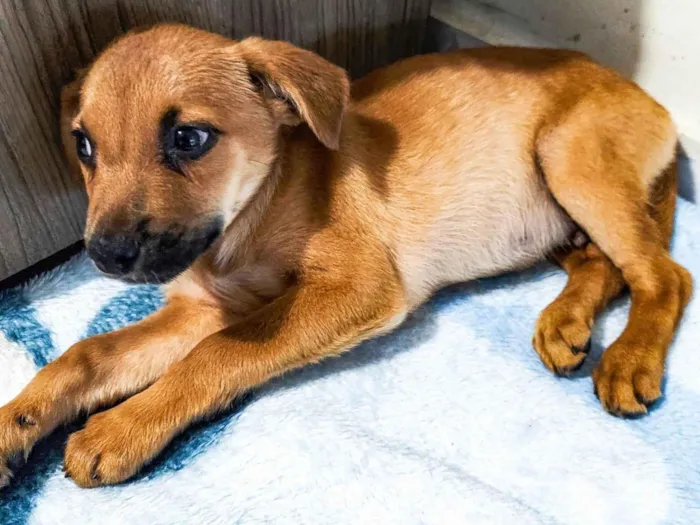 Cachorro ra a Sem Raça Definida  idade 2 a 6 meses nome Jake
