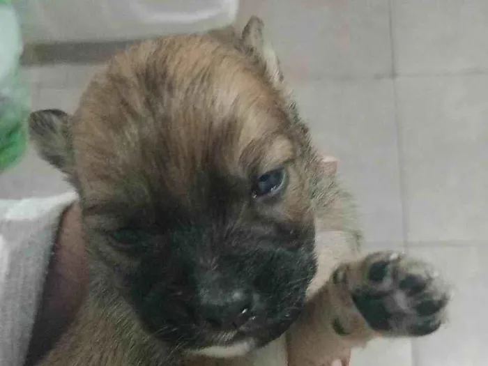 Cachorro ra a Chauchau com lavrador  idade Abaixo de 2 meses nome Sem nome são 3 machos 