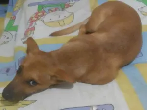 Cachorro raça SRD-ViraLata idade 2 a 6 meses nome Scooby doo