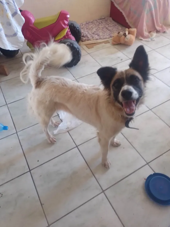 Cachorro ra a SRD-ViraLata idade 5 anos nome Xaninha