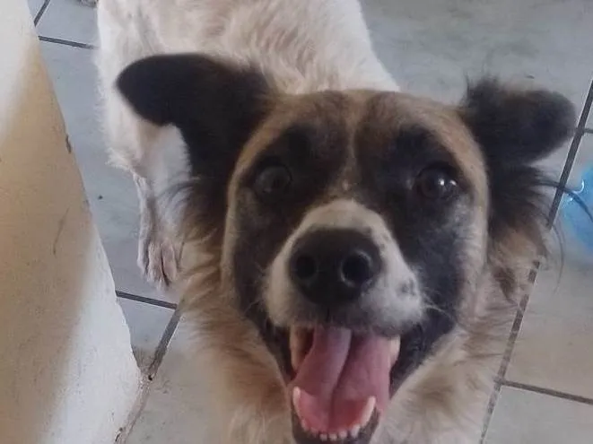 Cachorro ra a SRD-ViraLata idade 5 anos nome Xaninha