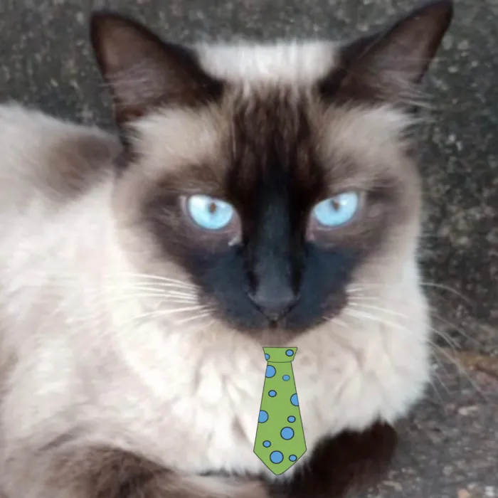 Gato ra a Siamês idade 7 a 11 meses nome Floquinho 