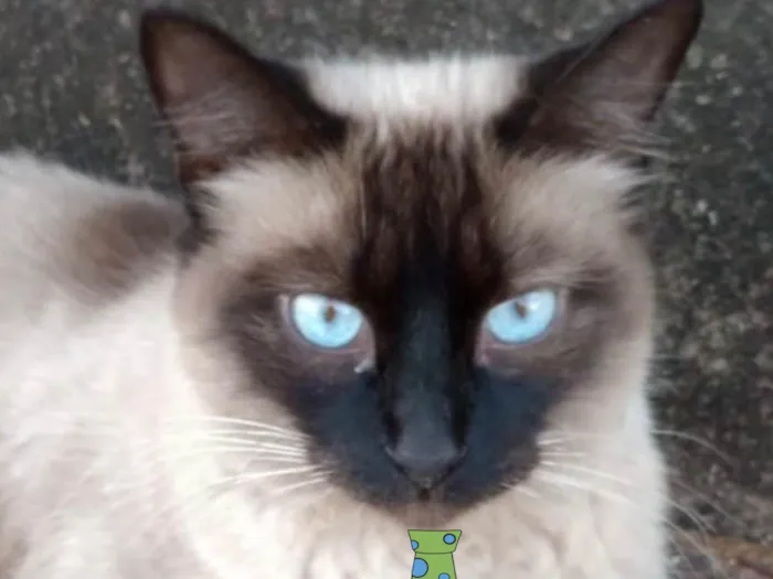 Gato ra a Siamês idade 7 a 11 meses nome Floquinho 