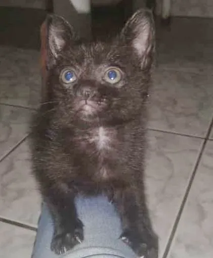 Gato raça SRD-ViraLata idade 2 a 6 meses nome PRETINHO