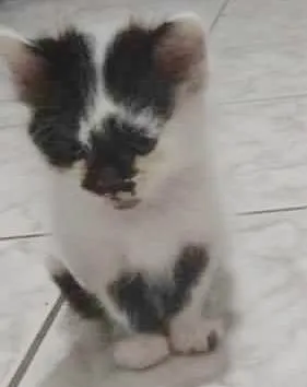 Gato raça SRD-ViraLata idade 2 a 6 meses nome FRAJOLA