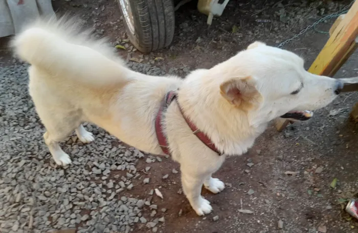 Cachorro ra a Akita com shau shau idade 2 anos nome Spaker
