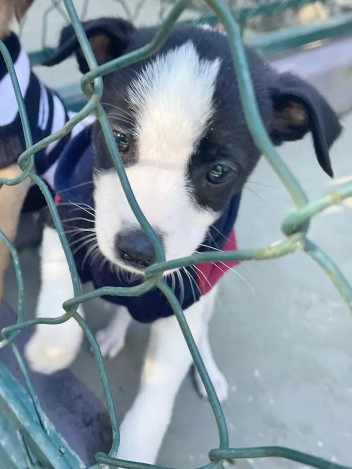 Cachorro raça SRD-ViraLata idade 2 a 6 meses nome LILI