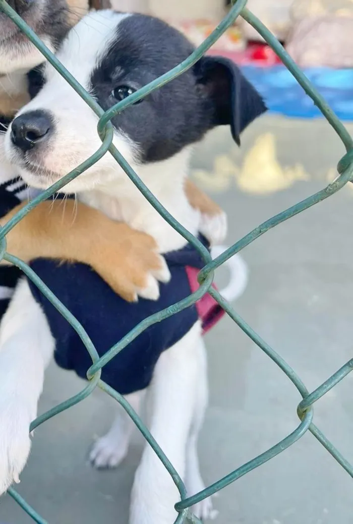 Cachorro raça SRD-ViraLata idade 2 a 6 meses nome LILI