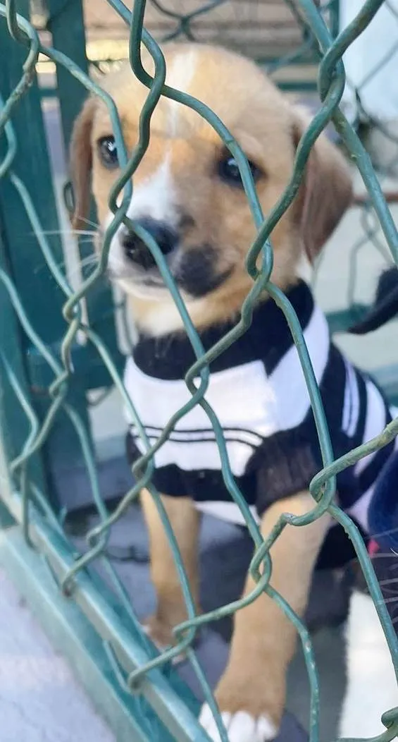 Cachorro raça SRD-ViraLata idade 2 a 6 meses nome LILICO