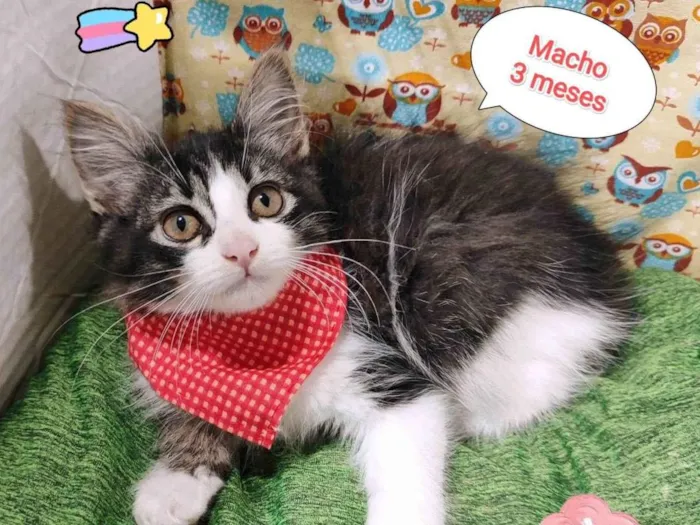 Gato raça SRD-ViraLata idade 2 a 6 meses nome Floco