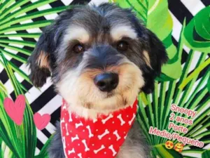Cachorro raça SRD-ViraLata idade 2 anos nome Snoopy