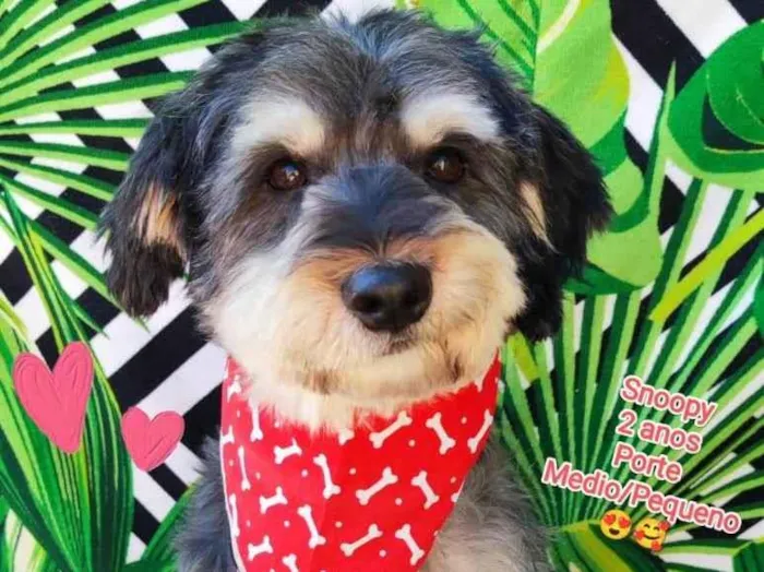 Cachorro raça SRD-ViraLata idade 2 anos nome Snoopy