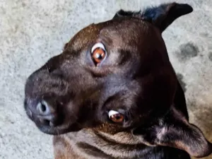 Cachorro raça Pit-Bull com budog francês idade 2 anos nome Revoada