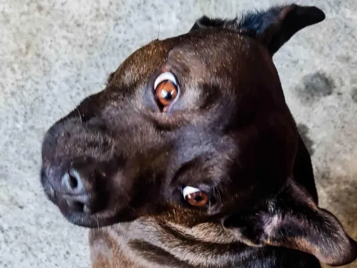 Cachorro ra a Pit-Bull com budog francês idade 2 anos nome Revoada