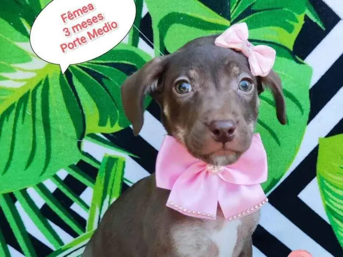 Cachorro raça SRD-ViraLata idade 2 a 6 meses nome Riqueza 