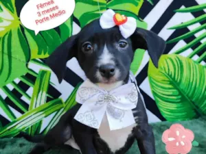 Cachorro raça SRD-ViraLata idade 2 a 6 meses nome Duda