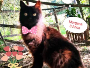Gato raça SRD-ViraLata idade 6 ou mais anos nome Morgana 
