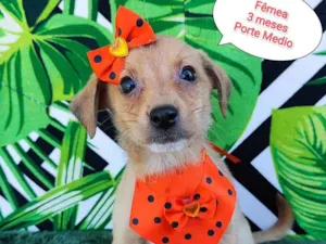 Cachorro raça SRD-ViraLata idade 2 a 6 meses nome Jade