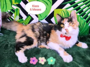 Gato raça SRD-ViraLata idade 2 a 6 meses nome Kiara