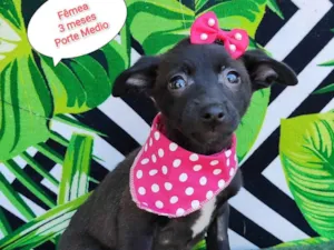 Cachorro raça SRD-ViraLata idade 2 a 6 meses nome Pretoca 