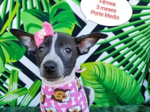 Cachorro raça SRD-ViraLata idade 2 a 6 meses nome Milla