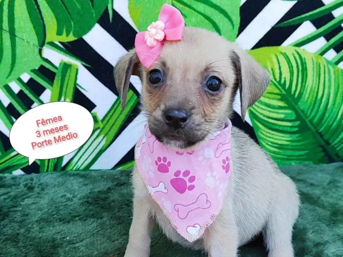 Cachorro raça SRD-ViraLata idade 2 a 6 meses nome Dany