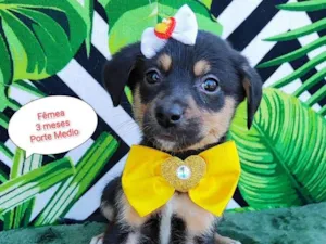 Cachorro raça SRD-ViraLata idade 2 a 6 meses nome Yasmin