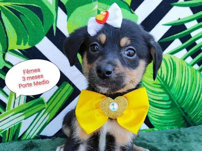 Cachorro raça SRD-ViraLata idade 2 a 6 meses nome Yasmin