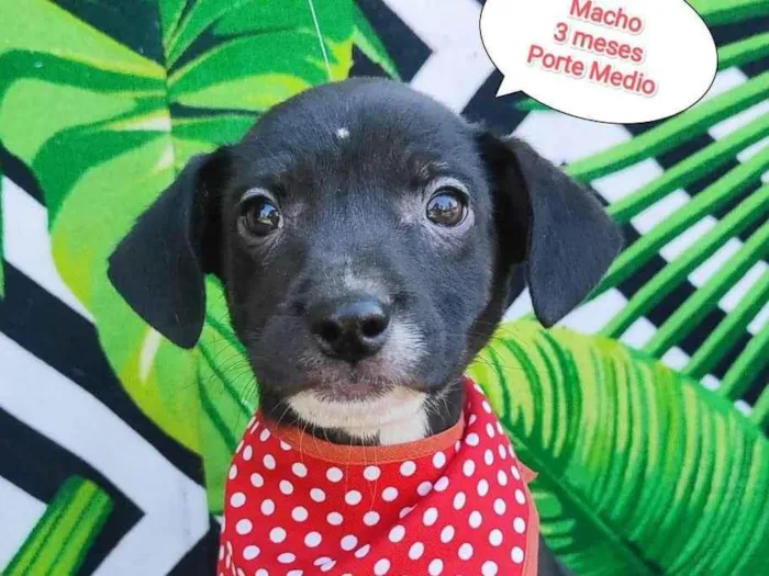 Cachorro raça SRD-ViraLata idade 2 a 6 meses nome Dieguinho